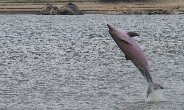 Dzieci to nie osoby, a delfiny – tak?!