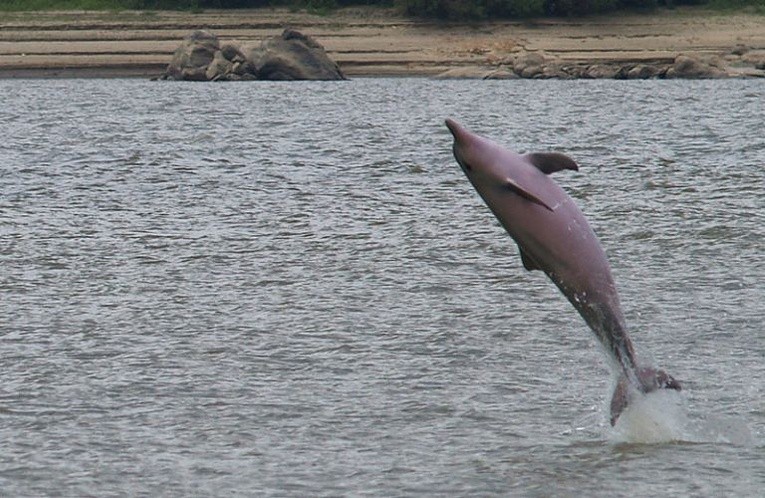 Dzieci to nie osoby, a delfiny – tak?!