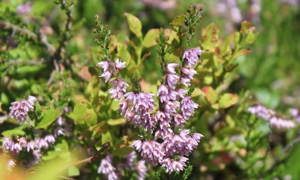 Ja, Kościół w Pergamonie