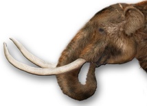 Gowin: Jestem prawicowym mastodontem