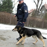 Psy policyjne i ich przewodnik z Komisariatu we Wronkach