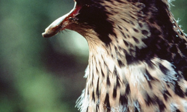 Sokół