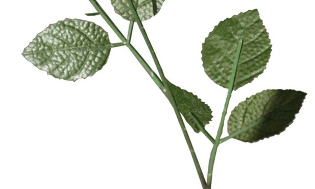 O kradzionej róży i tańczącym brzuchu