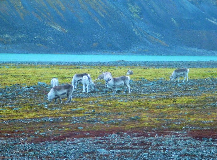 Spitsbergen - Dziennik polarny
