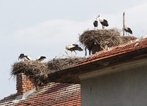 Bociany na żywo