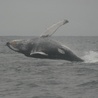 Japonia: Zakończyły się połowy wielorybów