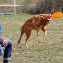 Psie frisbee w Opolu