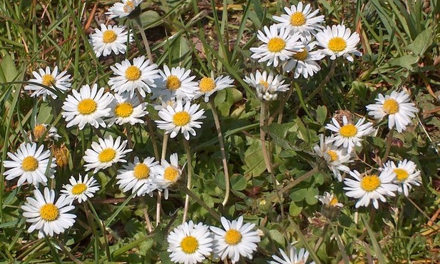 Ja, Kościół w Laodycei