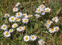 Ja, Kościół w Laodycei