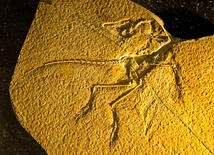 Archaeopteryx