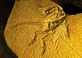 Archaeopteryx