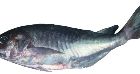 Ryba z dna – światło z wysoka