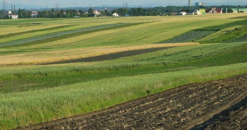 Pasja Pasterza