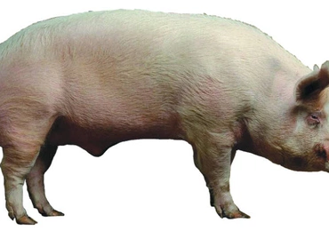 Znajdź w sobie człowieka