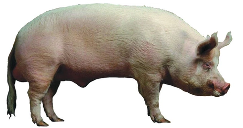 Znajdź w sobie człowieka