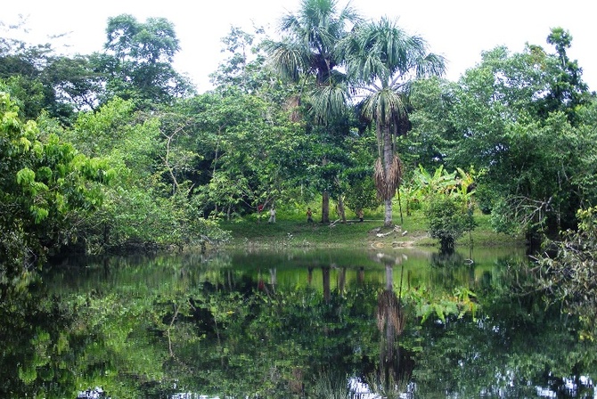 Gringi w Amazonii