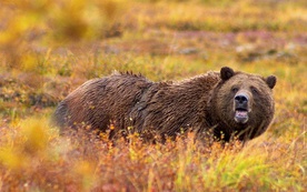 Niedźwiedzie zabiły dwie kobiety