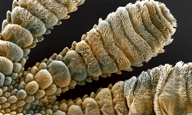 Wymyślone przez naturę