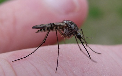 Malaria ciągle zabija!
