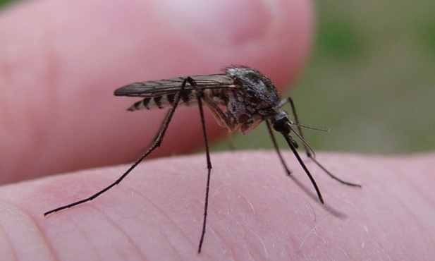 Malaria ciągle zabija!