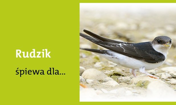 Matki nieskalanej