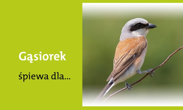 Królowej Proroków