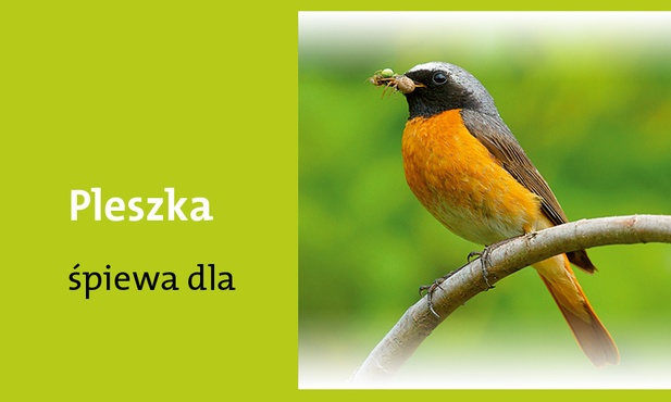 Uzdrowienia chorych