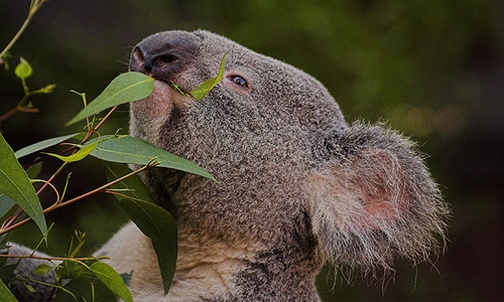 Misie koala omal nie zostały wytrzebione w Australii przez myśliwych