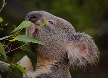 Misie koala omal nie zostały wytrzebione w Australii przez myśliwych