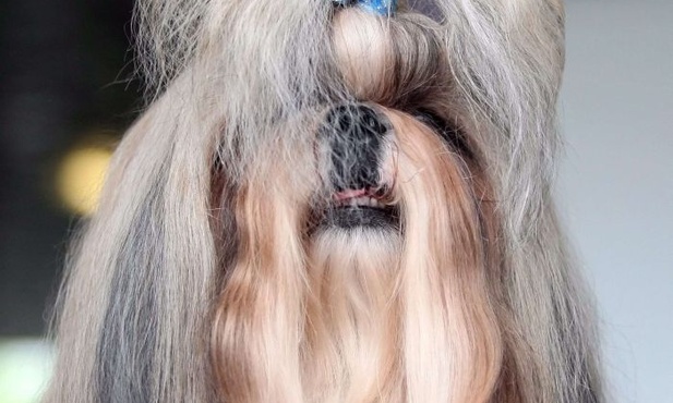 Styl à la Chewbacca