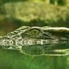 Współczesny krokodyl