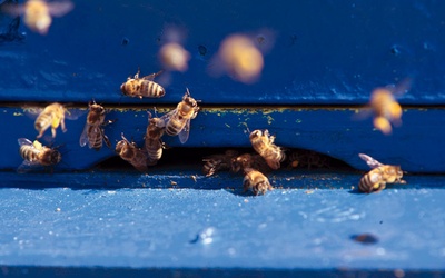 Pszczoły na wymarciu