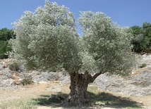 Jak stare są "tysiącletnie" drzewa