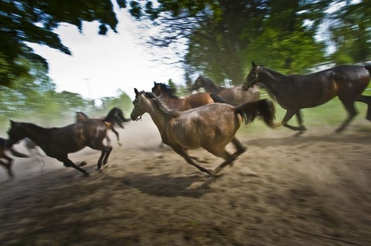 Stadnina w Janowie Podlaskim