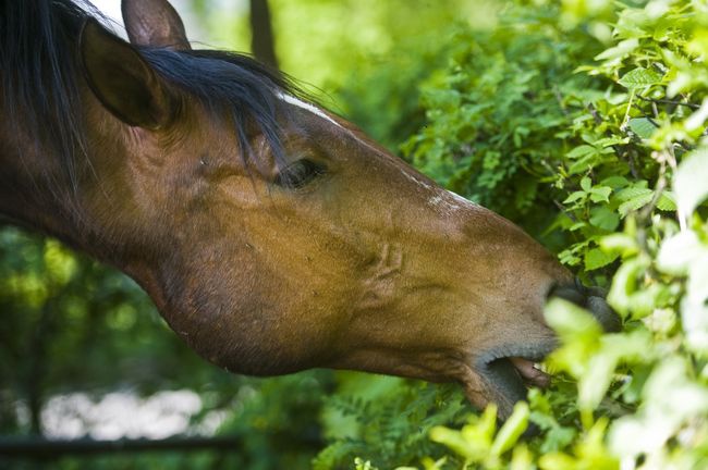 Stadnina w Janowie Podlaskim