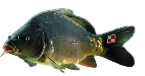 Pan Karp nie tylko w święta
