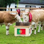 Krowa przepowiada: Portugalia mistrzem!