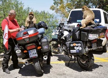 Małpy na Gibraltarze to niesamowite cwaniaki. Widziały, gdzie podróżnicy mają schowane jedzenie, wskoczyły na motocykle i zaczęły dobierać się to toreb. Zdarza się, że ze złości kradną nierozważnym turystom kluczyki, aparaty fotograficzne czy telefony. Podhalańczykom ukradły tylko mocno miętowe menthosy, ale chyba im za bardzo nie smakowały...