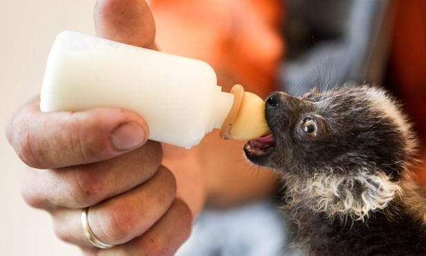 Jeden z pięciotygodniowych lemurów czarnych