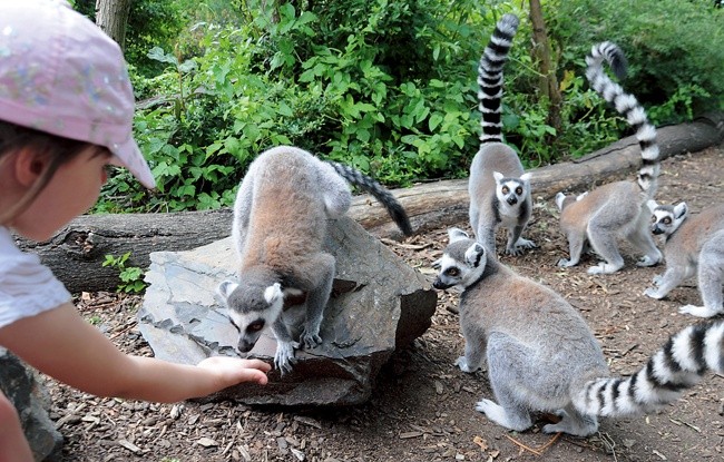 Lemury bardzo lubią gości