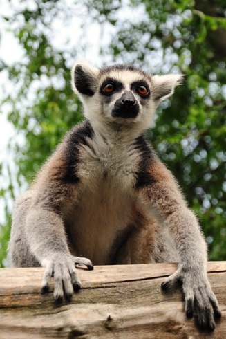 Lemur katta