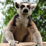Lemur katta