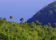 Zdrowe tropiki