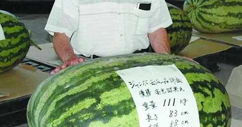 Rekordowy arbuz