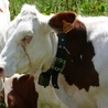 Spór sądowy o krowy z dzwonkami