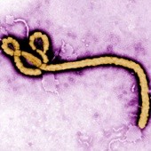 Wirus Ebola zaatakował w Ugandzie