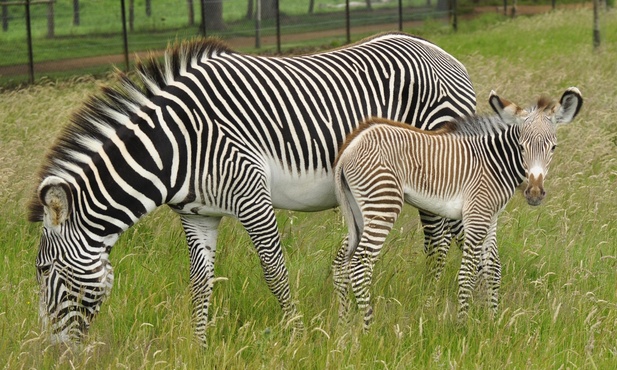 Zebra w brązowe paski