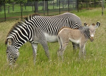 Zebra w brązowe paski