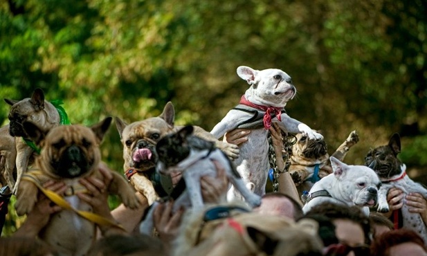 Zleciały się buldogi