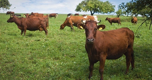 Kraina  mlekiem płynąca